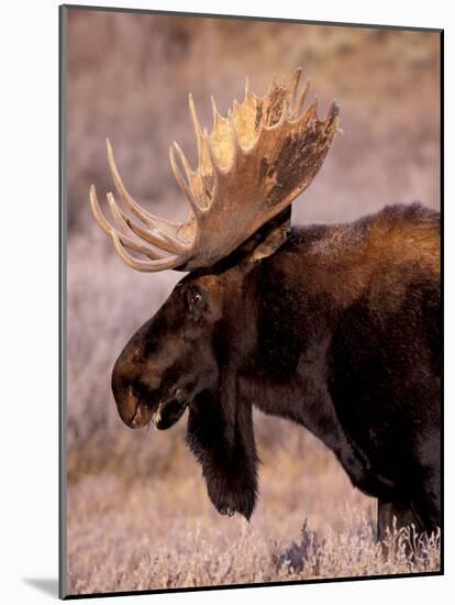 Bull Moose, Grand Teton National Park, Wyoming, USA-Art Wolfe-Mounted Photographic Print