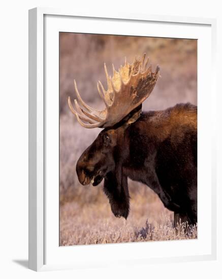 Bull Moose, Grand Teton National Park, Wyoming, USA-Art Wolfe-Framed Photographic Print