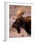 Bull Moose, Grand Teton National Park, Wyoming, USA-Art Wolfe-Framed Photographic Print