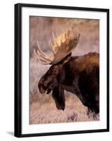 Bull Moose, Grand Teton National Park, Wyoming, USA-Art Wolfe-Framed Photographic Print