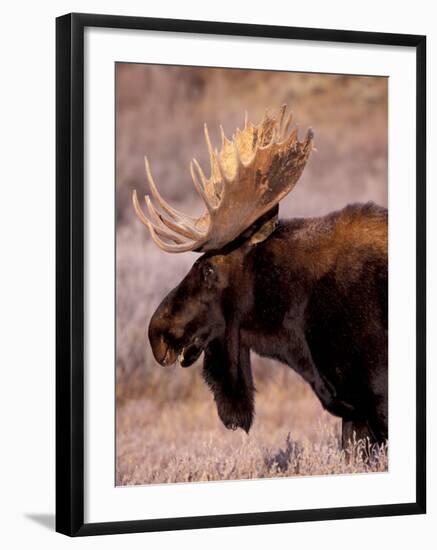 Bull Moose, Grand Teton National Park, Wyoming, USA-Art Wolfe-Framed Photographic Print