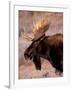 Bull Moose, Grand Teton National Park, Wyoming, USA-Art Wolfe-Framed Photographic Print