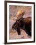 Bull Moose, Grand Teton National Park, Wyoming, USA-Art Wolfe-Framed Photographic Print