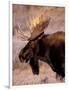 Bull Moose, Grand Teton National Park, Wyoming, USA-Art Wolfe-Framed Photographic Print