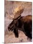 Bull Moose, Grand Teton National Park, Wyoming, USA-Art Wolfe-Mounted Photographic Print