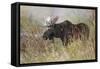 Bull moose, Grand Teton National Park, Wyoming-Adam Jones-Framed Stretched Canvas