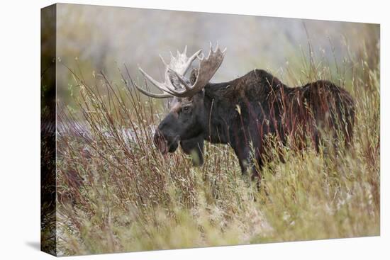 Bull moose, Grand Teton National Park, Wyoming-Adam Jones-Stretched Canvas