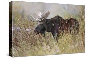 Bull moose, Grand Teton National Park, Wyoming-Adam Jones-Stretched Canvas