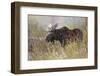 Bull moose, Grand Teton National Park, Wyoming-Adam Jones-Framed Photographic Print