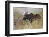 Bull moose, Grand Teton National Park, Wyoming-Adam Jones-Framed Photographic Print