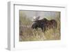 Bull moose, Grand Teton National Park, Wyoming-Adam Jones-Framed Photographic Print