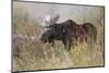 Bull moose, Grand Teton National Park, Wyoming-Adam Jones-Mounted Photographic Print