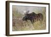 Bull moose, Grand Teton National Park, Wyoming-Adam Jones-Framed Photographic Print