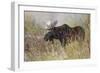 Bull moose, Grand Teton National Park, Wyoming-Adam Jones-Framed Photographic Print