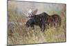 Bull moose, Grand Teton National Park, Wyoming-Adam Jones-Mounted Photographic Print