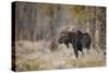 Bull moose, Grand Teton National Park, Wyoming-Adam Jones-Stretched Canvas