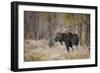 Bull moose, Grand Teton National Park, Wyoming-Adam Jones-Framed Photographic Print