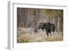 Bull moose, Grand Teton National Park, Wyoming-Adam Jones-Framed Photographic Print