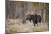 Bull moose, Grand Teton National Park, Wyoming-Adam Jones-Mounted Photographic Print