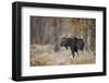 Bull moose, Grand Teton National Park, Wyoming-Adam Jones-Framed Photographic Print