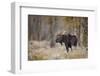 Bull moose, Grand Teton National Park, Wyoming-Adam Jones-Framed Photographic Print