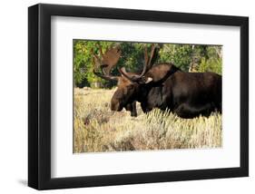 Bull moose Grand Teton Park-null-Framed Art Print