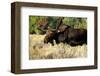 Bull moose Grand Teton Park-null-Framed Art Print