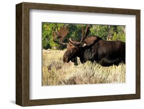 Bull moose Grand Teton Park-null-Framed Art Print