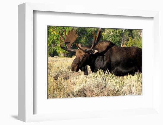 Bull moose Grand Teton Park-null-Framed Art Print