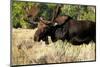 Bull moose Grand Teton Park-null-Mounted Art Print