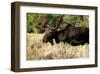 Bull moose Grand Teton Park-null-Framed Art Print