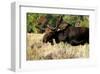 Bull moose Grand Teton Park-null-Framed Art Print