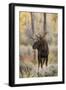 Bull moose in autumn, Grand Teton National Park, Wyoming-Adam Jones-Framed Photographic Print