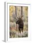 Bull moose in autumn, Grand Teton National Park, Wyoming-Adam Jones-Framed Photographic Print