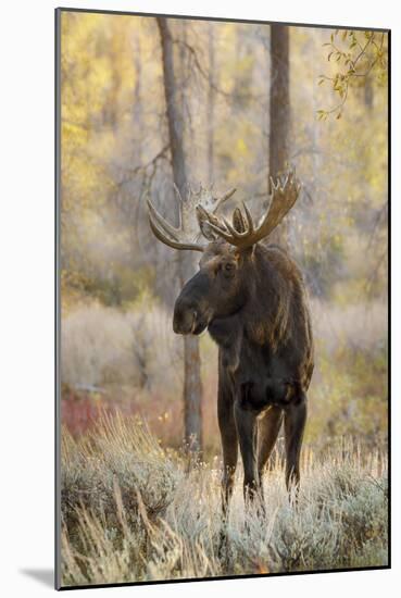 Bull moose in autumn, Grand Teton National Park, Wyoming-Adam Jones-Mounted Photographic Print