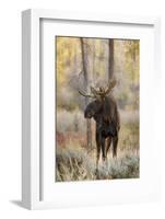 Bull moose in autumn, Grand Teton National Park, Wyoming-Adam Jones-Framed Photographic Print