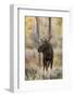 Bull moose in autumn, Grand Teton National Park, Wyoming-Adam Jones-Framed Photographic Print