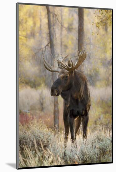 Bull moose in autumn, Grand Teton National Park, Wyoming-Adam Jones-Mounted Photographic Print