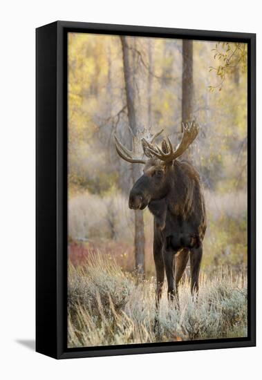 Bull moose in autumn, Grand Teton National Park, Wyoming-Adam Jones-Framed Stretched Canvas