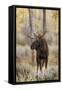 Bull moose in autumn, Grand Teton National Park, Wyoming-Adam Jones-Framed Stretched Canvas