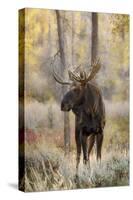 Bull moose in autumn, Grand Teton National Park, Wyoming-Adam Jones-Stretched Canvas