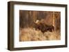 Bull moose in autumn, Grand Teton National Park, Wyoming-Adam Jones-Framed Photographic Print