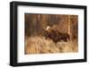 Bull moose in autumn, Grand Teton National Park, Wyoming-Adam Jones-Framed Photographic Print