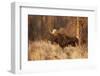 Bull moose in autumn, Grand Teton National Park, Wyoming-Adam Jones-Framed Photographic Print