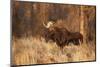 Bull moose in autumn, Grand Teton National Park, Wyoming-Adam Jones-Mounted Photographic Print
