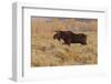 Bull moose in autumn, Grand Teton National Park, Wyoming-Adam Jones-Framed Photographic Print