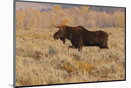 Bull moose in autumn, Grand Teton National Park, Wyoming-Adam Jones-Mounted Photographic Print