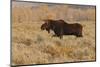 Bull moose in autumn, Grand Teton National Park, Wyoming-Adam Jones-Mounted Photographic Print