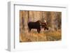 Bull moose in autumn, Grand Teton National Park.-Adam Jones-Framed Photographic Print