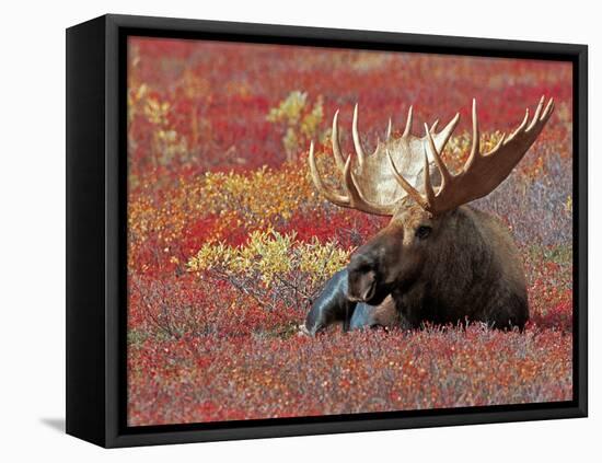 Bull Moose in Denali National Park, Alaska, USA-Dee Ann Pederson-Framed Stretched Canvas